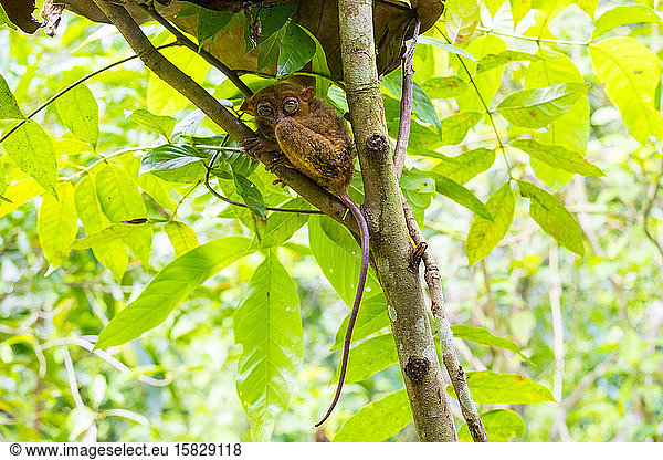 Philippinischer Tarsier (Carlito syrichta) Tarsier-Schutzgebiet  Bohol