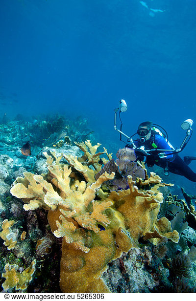 Photographer on coral reef