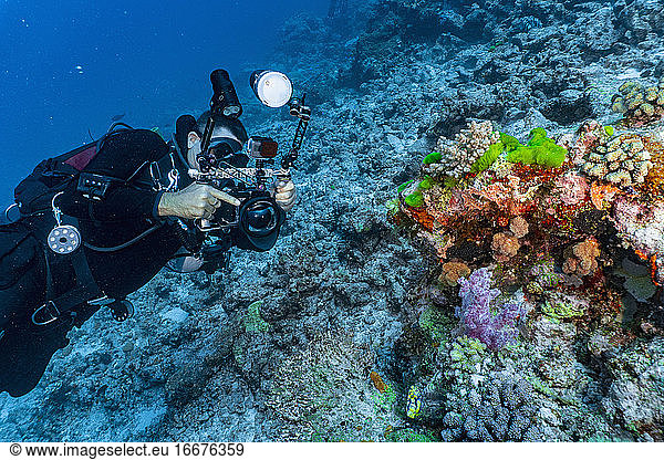 photographer taking picture of coral at the Great Barrier Reef