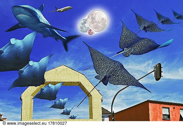 Photomontage  flying eagle rays (manta) rays  shark and three moons  Germany  Europe