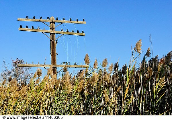 Phragmites are an invasive plant species over taking the natural flora in southern Ontario. They are tall but not taking over this abandoned telephone and hydro post.