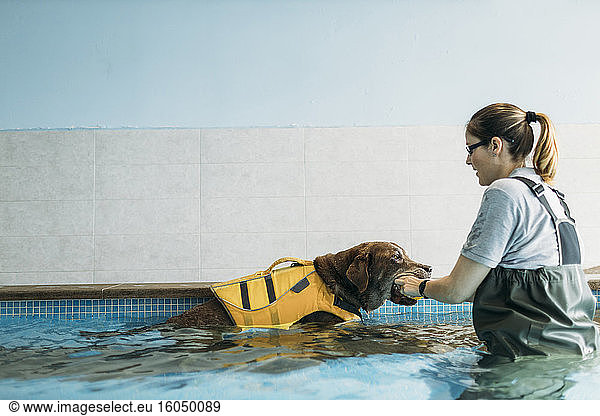 Physiotherapeutin  die einem Labrador Retriever im Schwimmbad einen Ball ins Maul steckt