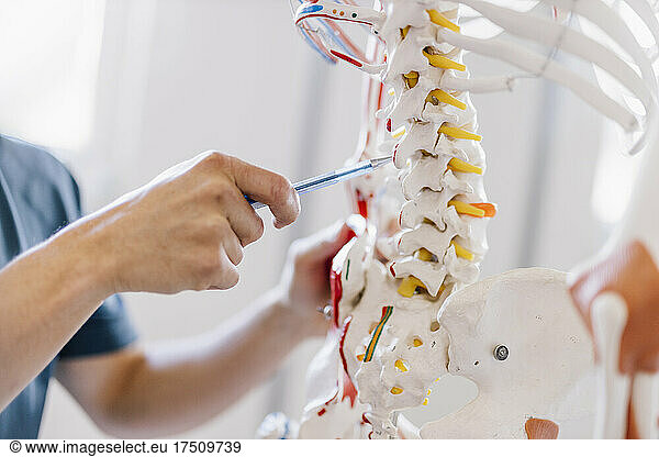 Physiotherapist pointing at spine of anatomical skeleton