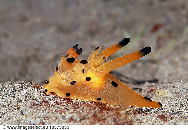 Picachu nudibranch also horn snail  (Thecacera pacifica)  neon star snail  nudibranch  Lake Sawu  Pacific Ocean  Komodo National Park  Lesser Sunda Islands  East Nusa Tenggara Province  Komodo Island  Indonesia  Asia