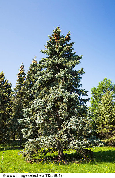 Picea pungens 'Bakeri - Colorado-Fichte im Frühling