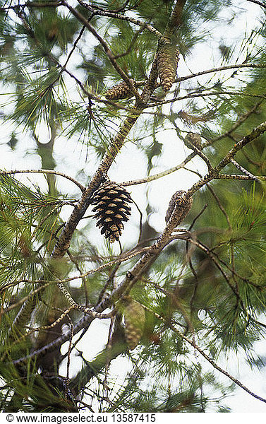 Picea - variety not identified  Pine  Fir  Spruce - variety not identified