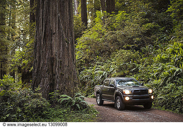 Pick-up truck on dirt road amidst forest at Redwood National and State Parks