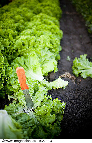 Picking organic lettuce
