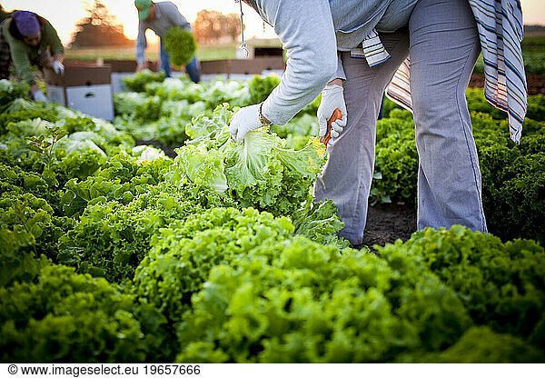 Picking organic lettuce