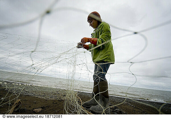 Picking the net while set-net salmon fishing. Ekuk  Alaska