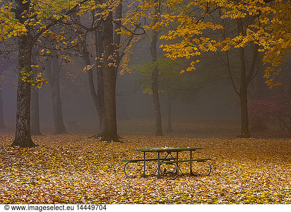 Picnic Table in a Park