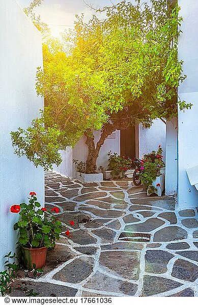 Picturesque narrow street with traditional whitewashed houses with blooming flowers of Naousa town in famous tourist attraction Paros island  Greece