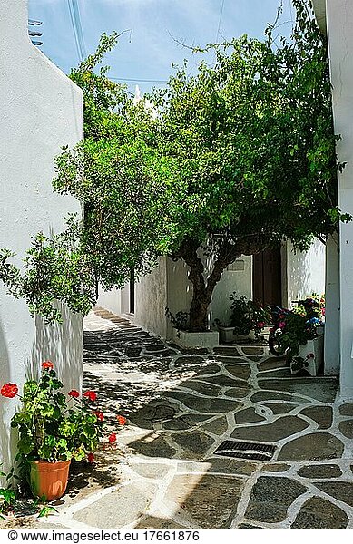 Picturesque narrow street with traditional whitewashed houses with blooming flowers of Naousa town in famous tourist attraction Paros island  Greece
