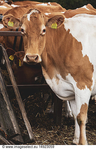 Piebald red and white Guernsey cow on a farm  looking at camera.