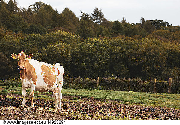 Piebald red and white Guernsey cow on a pasture.