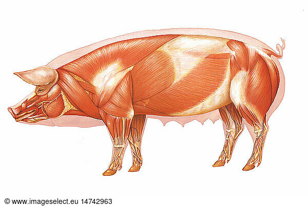 Pig anatomy drawing