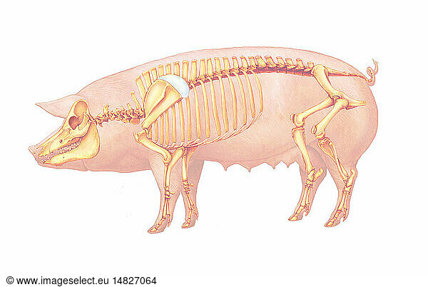 Pig anatomy drawing