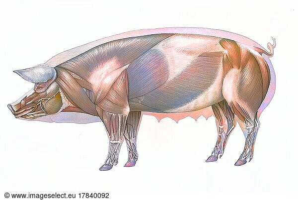 Pig anatomy with its muscular system.