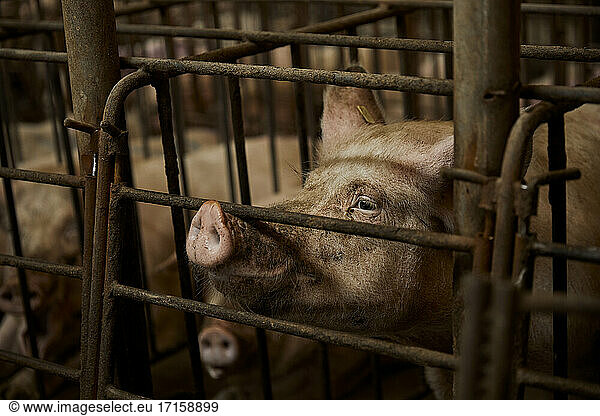 Pig in cage at animal pen