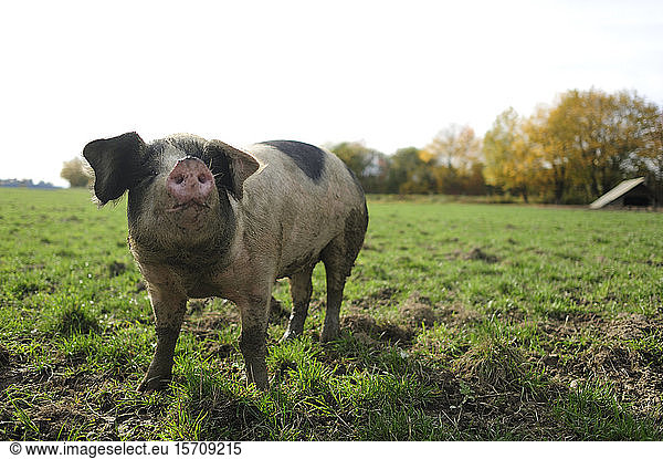 Pig standing on meadow