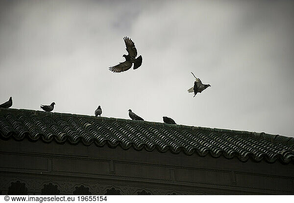 Pigeons fly around the roof of a Moroccan palace.