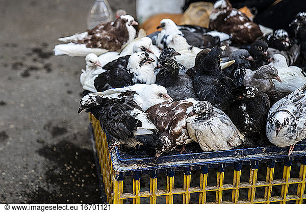 Pigeons for sale at a food market