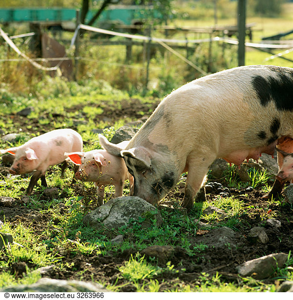 Pigs at a farm  Sweden.