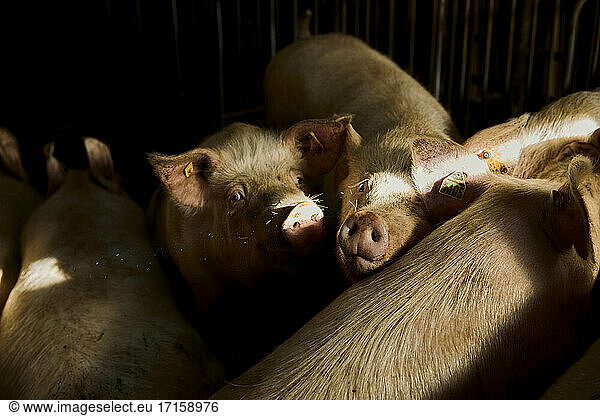 Pigs in animal pen