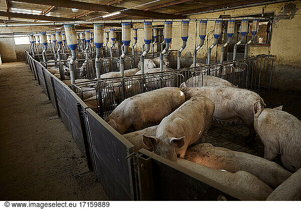 Pigs in barn at pen