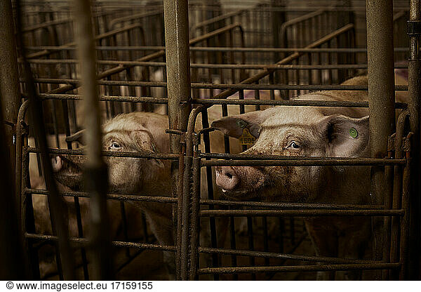 Pigs looking away in pen