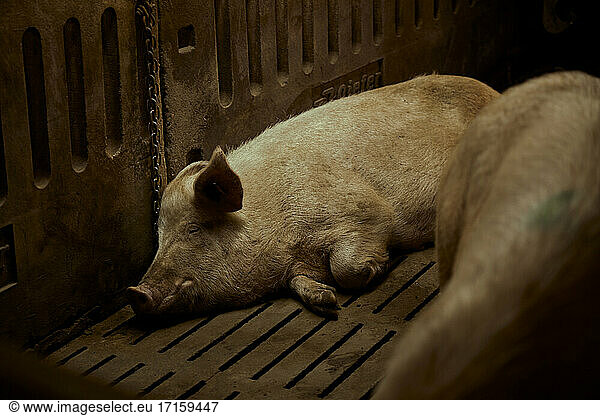 Pigs sleeping in pen
