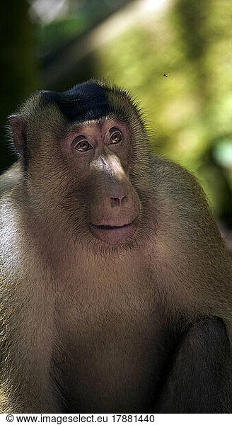 Pigtail macaque (Macaca nemestrina)  Gunung Leuser National Park  North Sumatra  Indonesia
