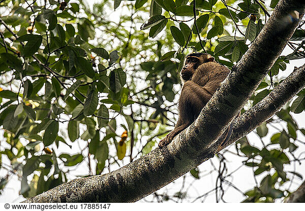 Pigtail macaque (Macaca nemestrina) on a branch  Batang Toru  North Sumatra  Indonesia