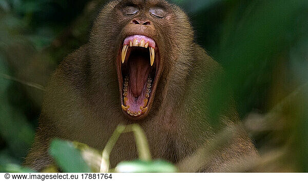 Pigtail macaque (Macaca nemestrina) yawning Indonesia