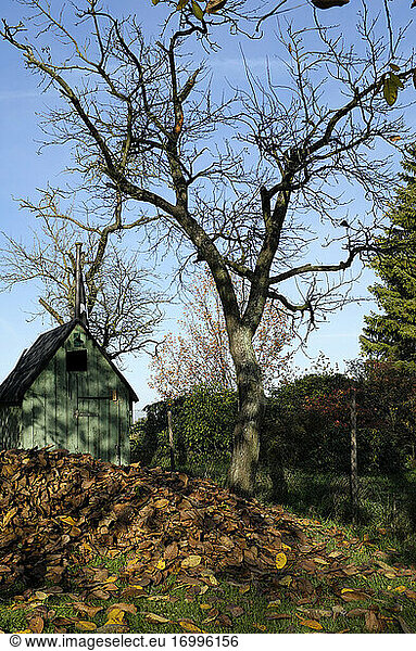 Pile of fallen autumn leaves lying under bare tree