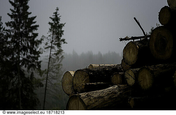 pile of logs in a forest on a rainy foggy day