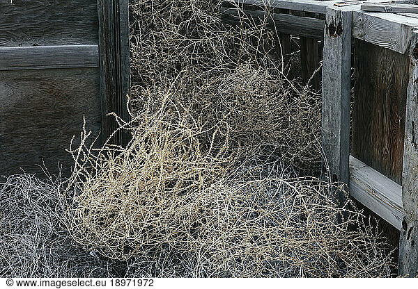Pile of rotting discarded wooden fruit storage boxes or pallets  tumble weed scattered about.