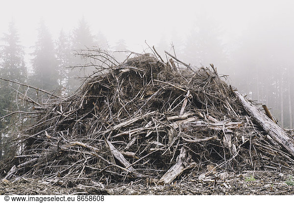 Pile of wood debris from clear cut logging. Mist in the forest.