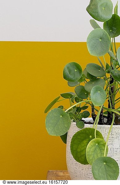 Pilea Peperomioides Pflanze  chinesische Geldpflanze oder Pfannkuchenpflanze in der Nähe von halb weiß halb gelb gestrichener Wand  Retro und modernes Design in Nahaufnahme.