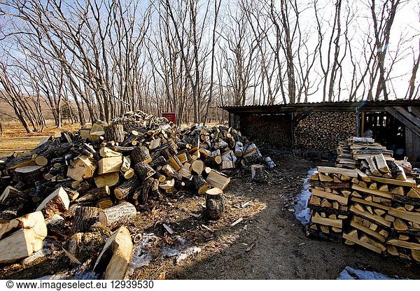 Piles of chopped wood outside house. Petrova cordon. Lazovsky Nature Reserve  Sikhote-Alin mountain range. Primorsky Krai. Russia  Asia