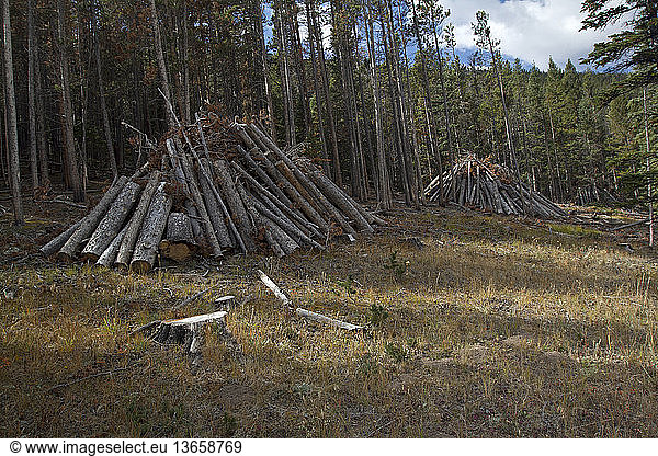 Piles of lodgepole pine timber to be burned due to pine bark beetle destruction  Rocky Mountain National Park  near Estes Park  Colorado.