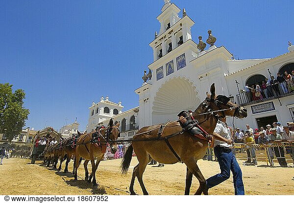 Pilgrim  Romeria pilgrimage to El Rocio  Huelva  Andalusia  Spain  mule team  mule  Europe