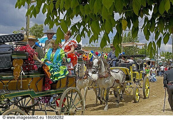 Pilgrims on horse-drawn carriages  Romeria pilgrimage to El Rocio  Almonte  Huelva  Andalusia  Spain  Europe