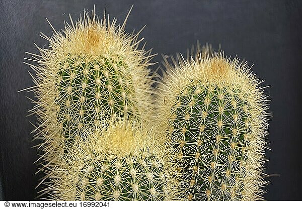 Pilosocereus cactus  Mallorca  Balearic Islands  Spain.