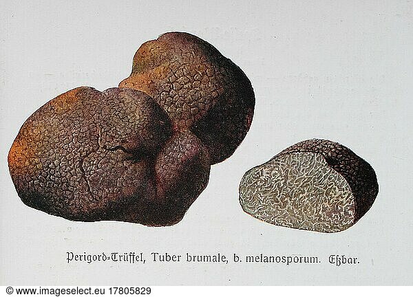 Pilz  Perigord-Trüffel (Tuber brumale)  b. melansporum  Historisch  digital restaurierte Reproduktion einer Illustration von Emil Doerstling (1859-1940)