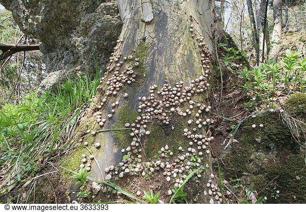 Pilze an alter Berg-Ulme (Ulmus glabra)