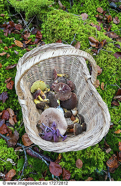 Pilze im Weidenkorb im Wald im Herbst