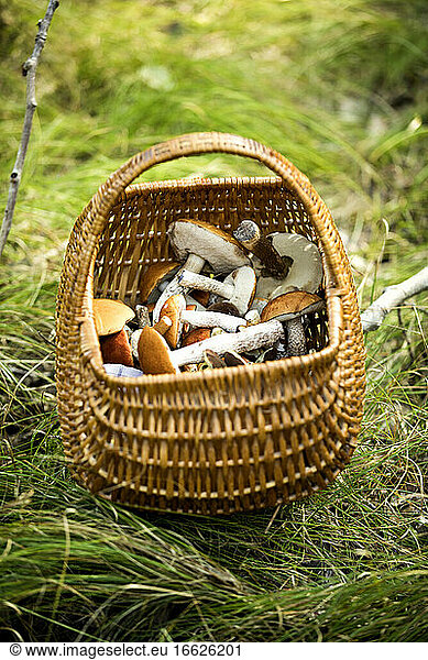 Pilzkorb auf Gras im Wald aufbewahrt