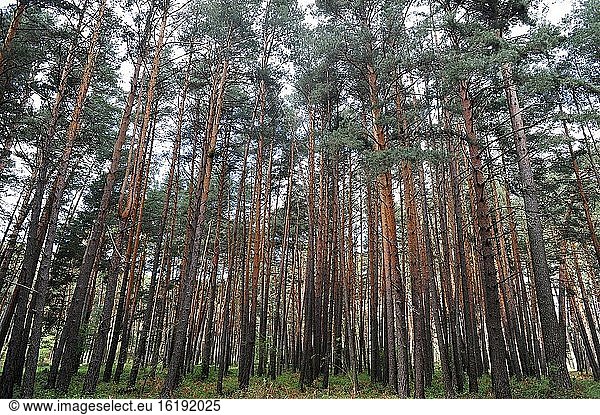 Pinar de Valsain (Pinus sylvestris). Provinz Segovia,  Kastilien und Leon,  Spanien.