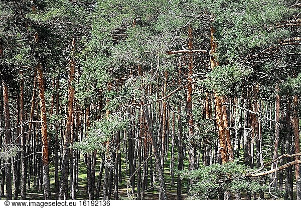 Pinar de Valsain (Pinus sylvestris). Provinz Segovia  Kastilien und Leon  Spanien.